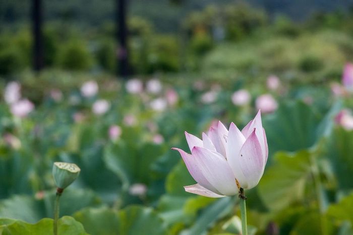 雙溪荷花園