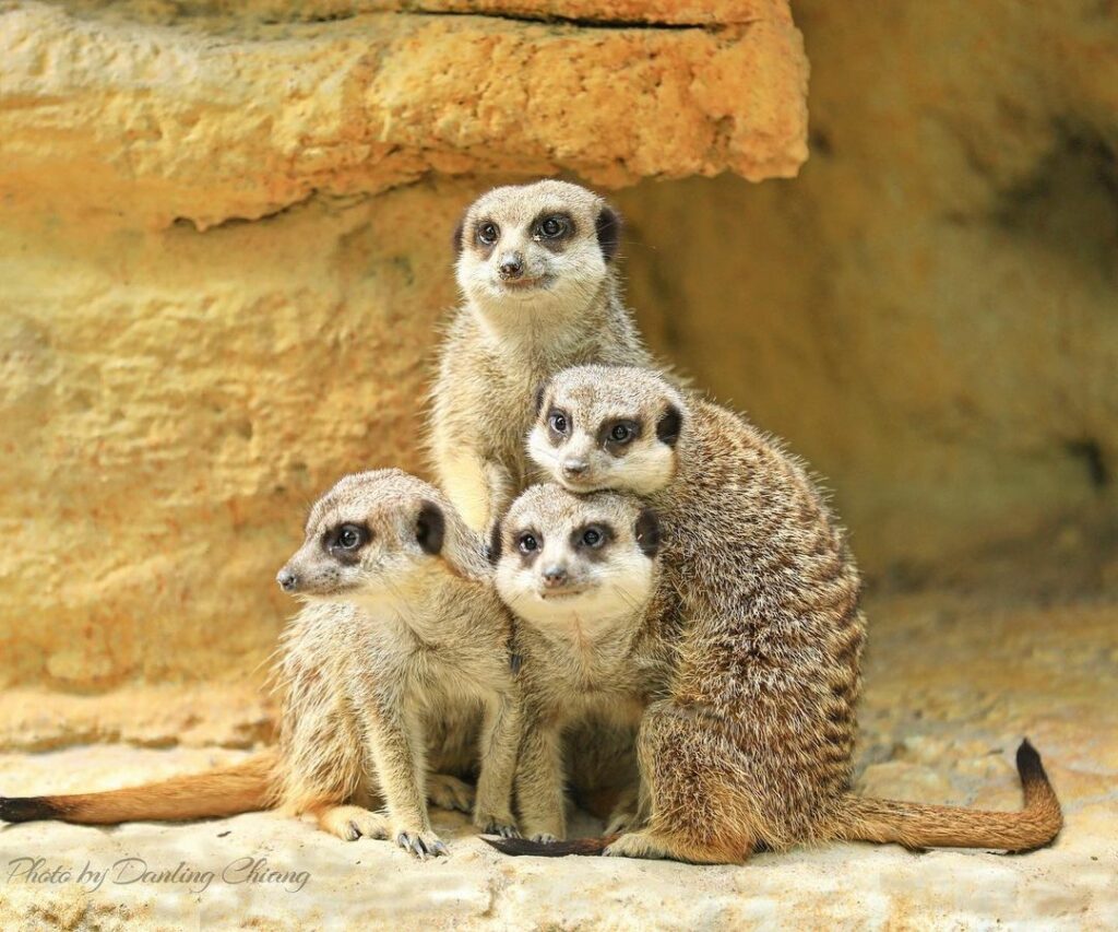 木柵動物園