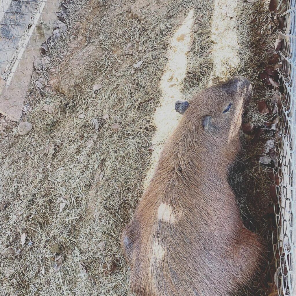味全埔心牧場