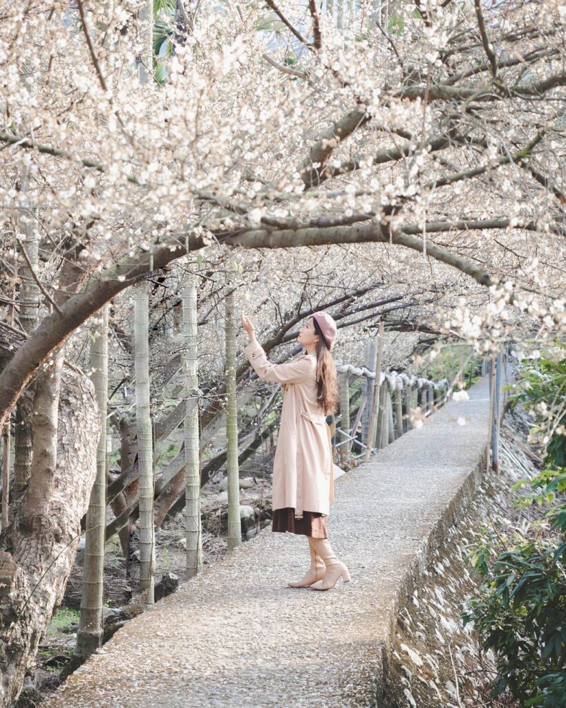 新社梅花隧道