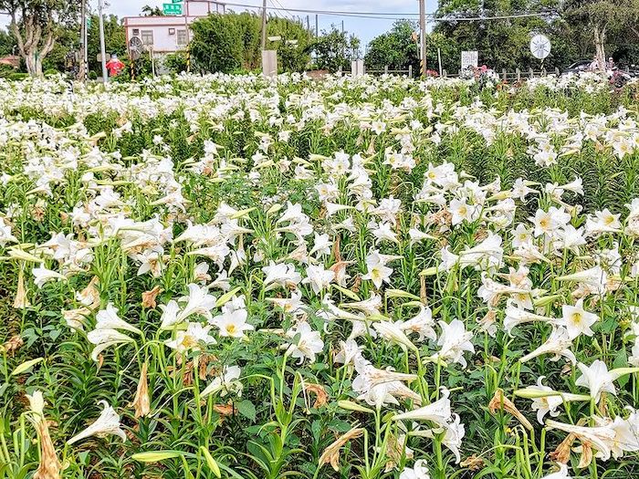白千層鐵砲百合花園