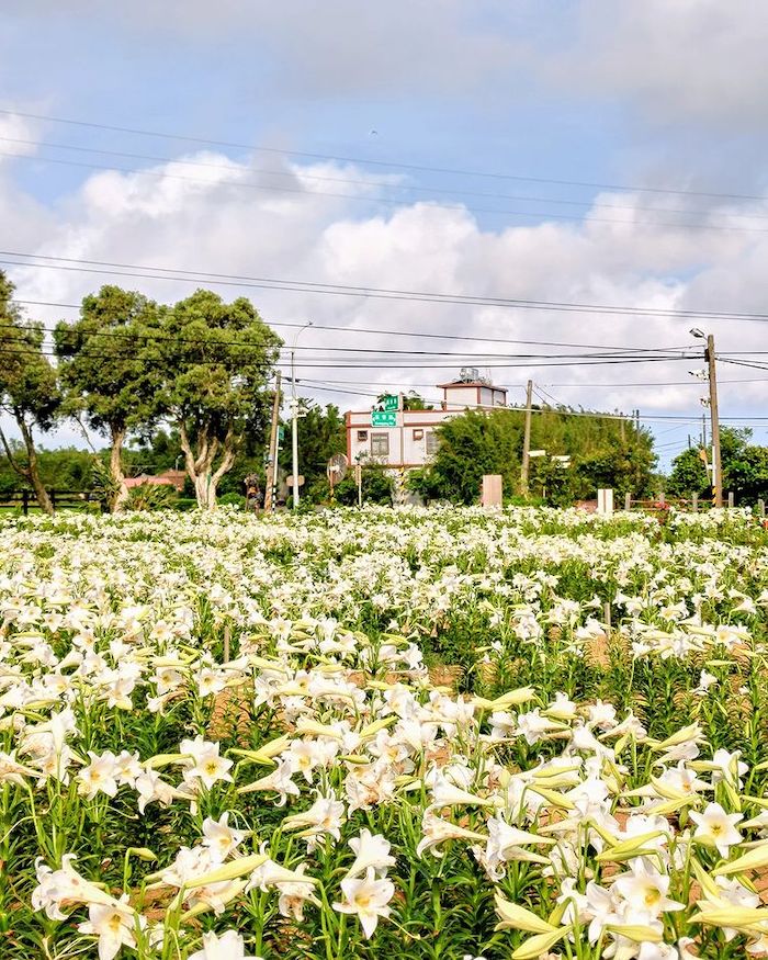 白千層鐵砲百合花園