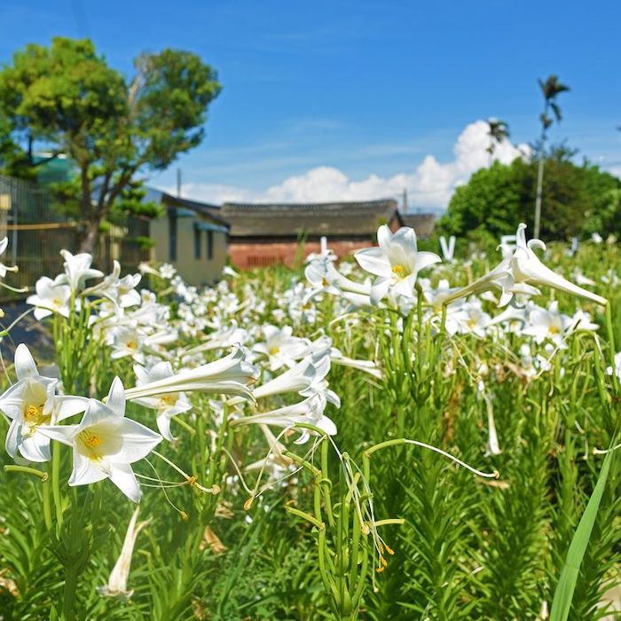 四湖長春園藝孤挺花園
