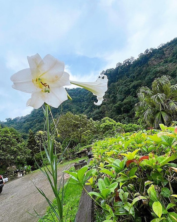 三義野百合秘密花園
