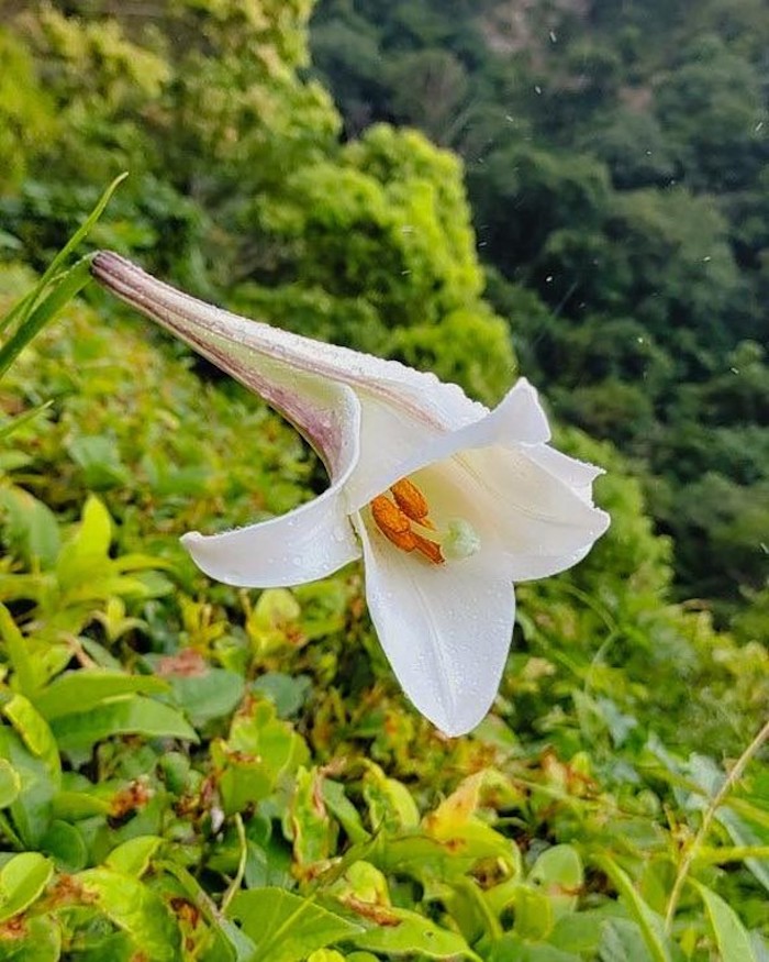 三義野百合秘密花園