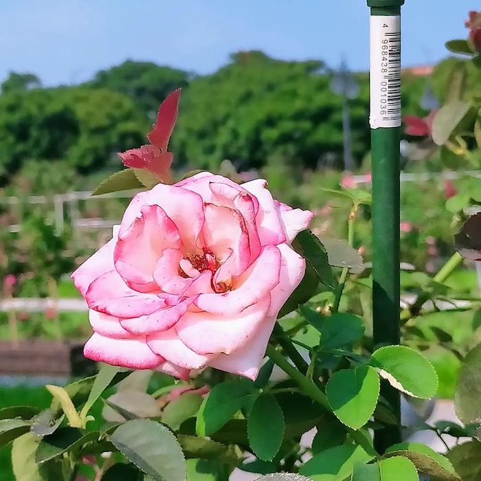 台北玫瑰園