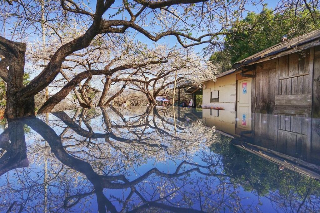 蔡家梅園