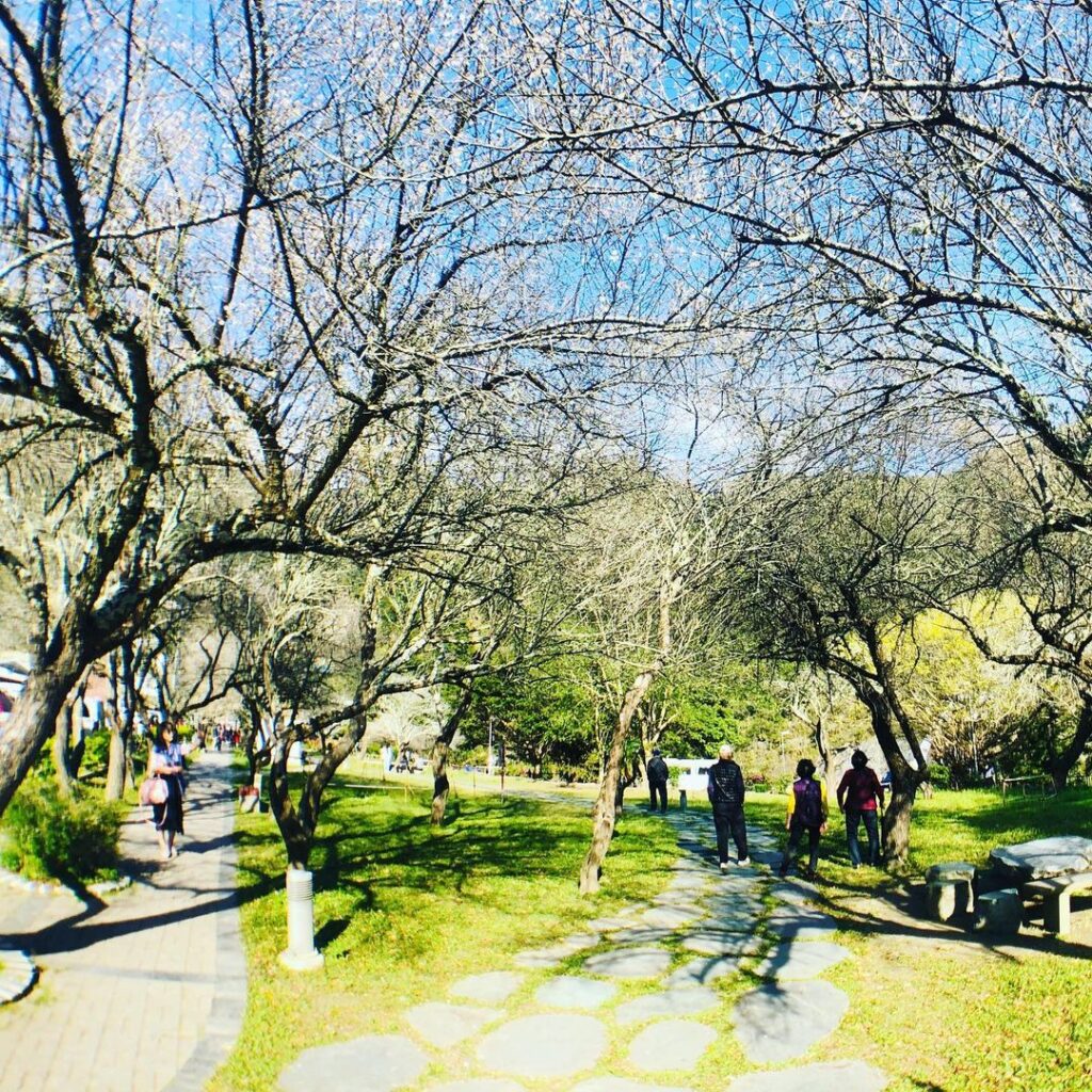 太魯閣天祥梅園