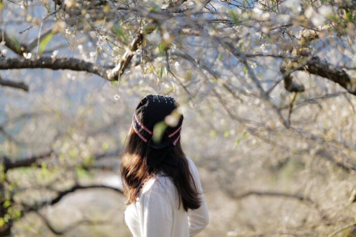 梅花季