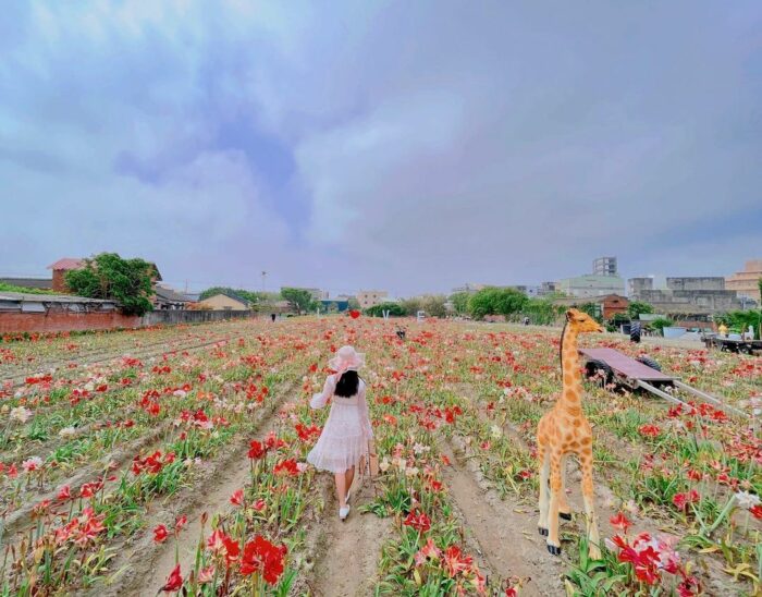 四湖長春園藝孤挺花園