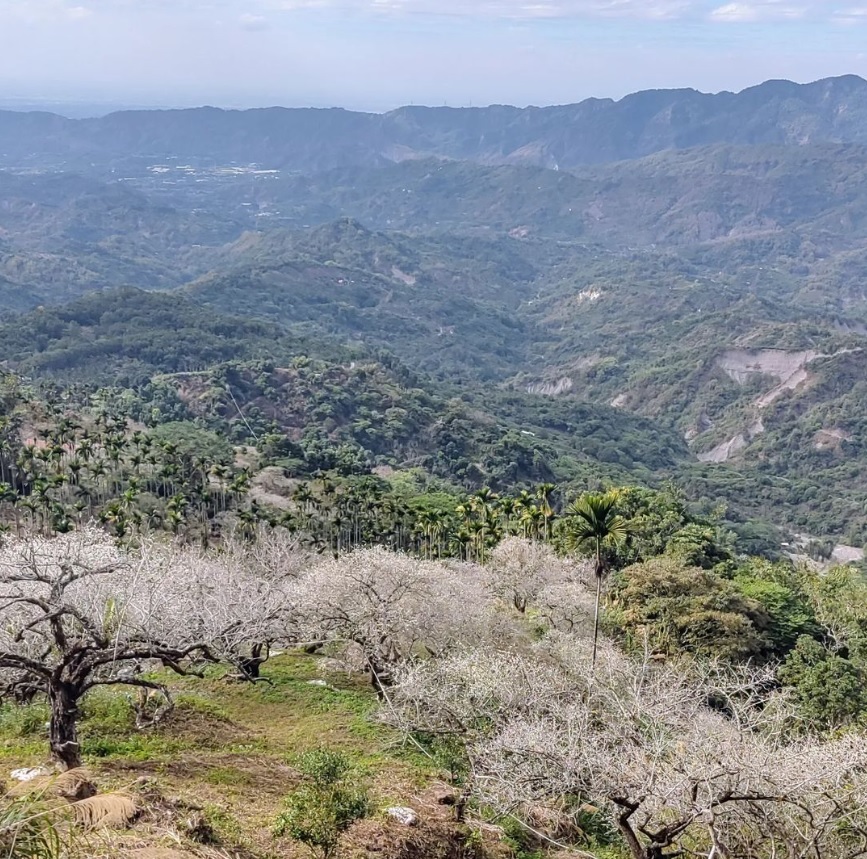 梅嶺風景區