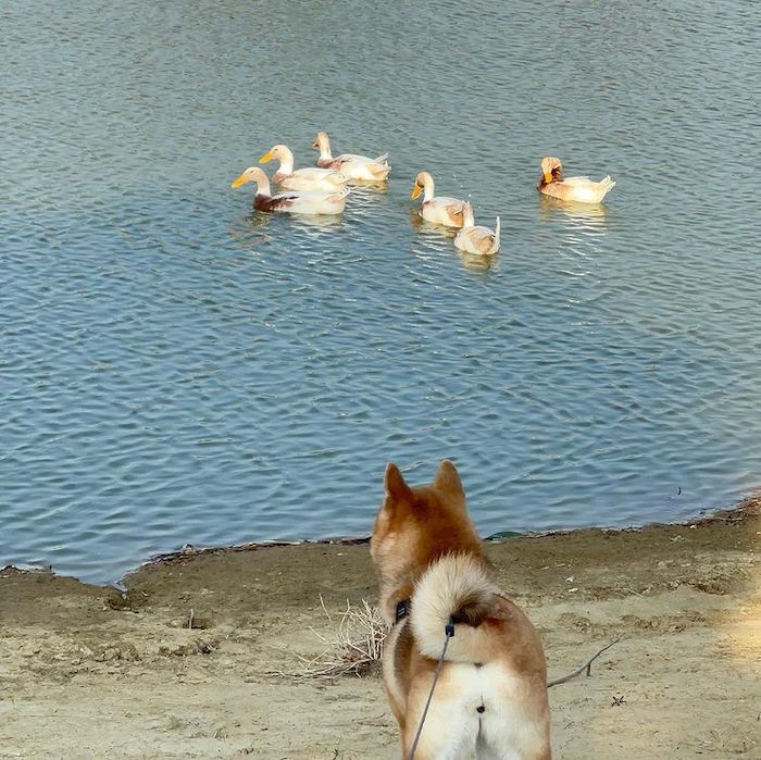 香湖公園