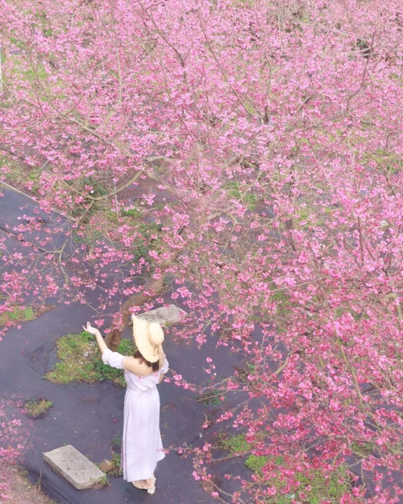 半天岩紫雲寺