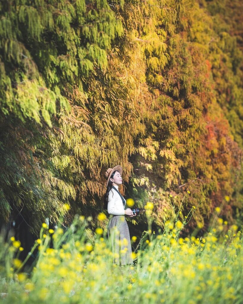 大村落羽松