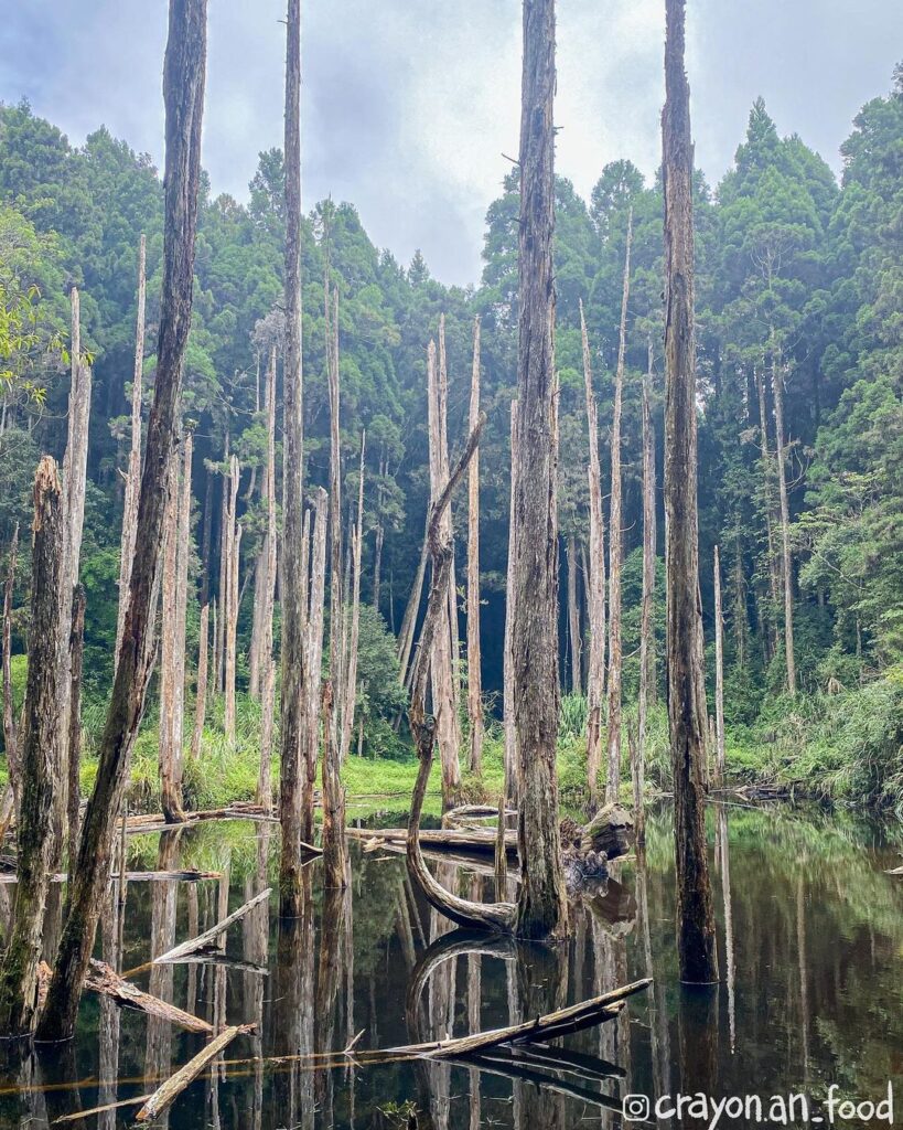 忘憂森林