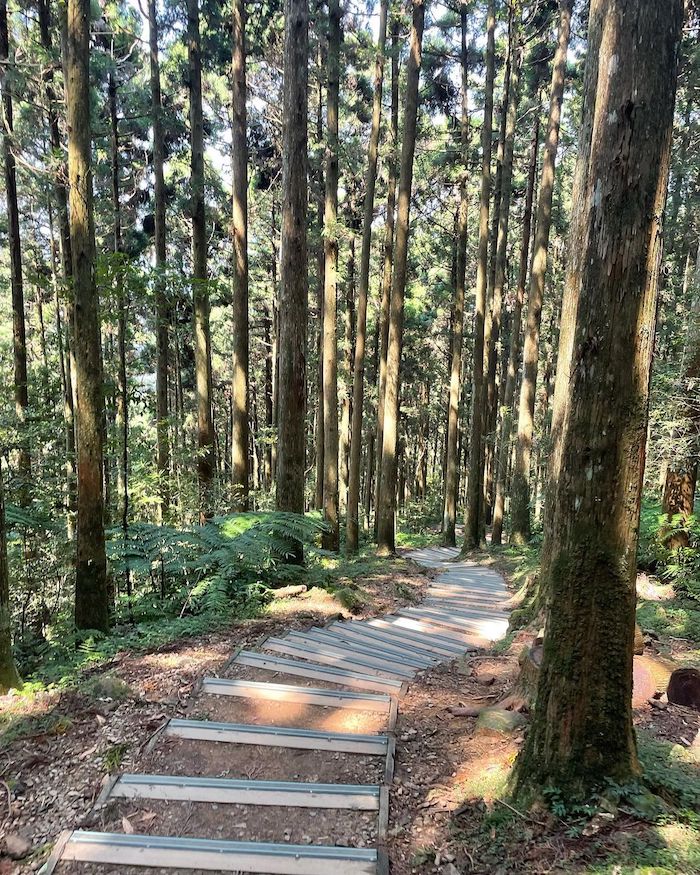 東眼山國家森林遊樂區