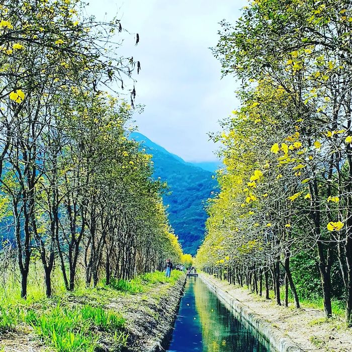 大農大富平地森林園區