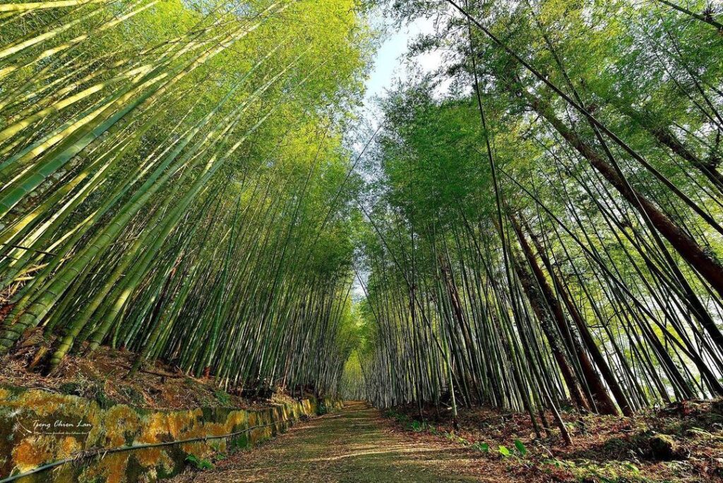 瑞里綠色隧道