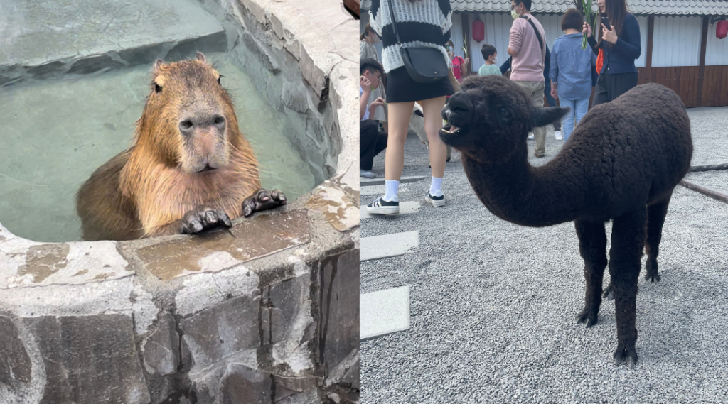 張美阿嬤農場