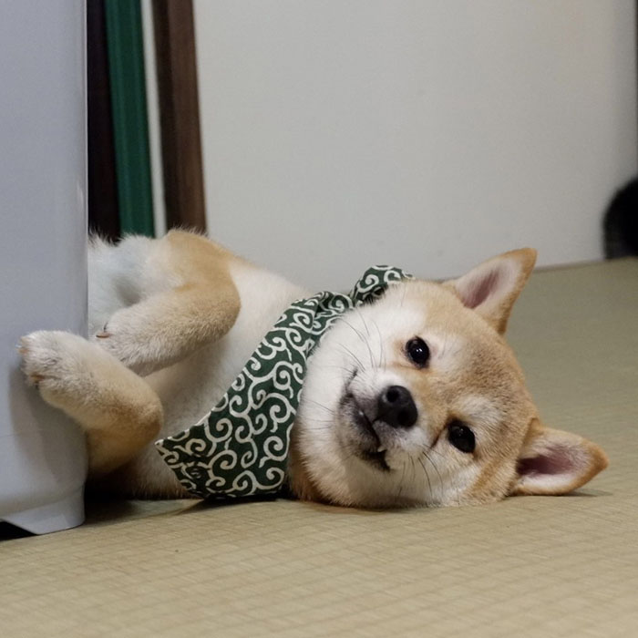 倉敷豆柴咖啡館