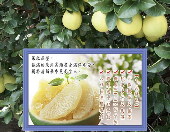 【前貴果物】臺南麻豆50年老欉文旦