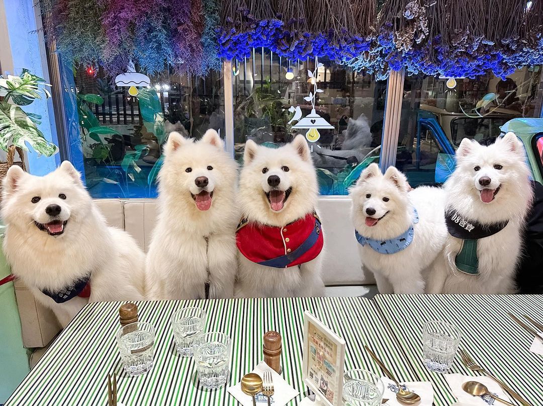 毛孩- GOMAJI夠麻吉