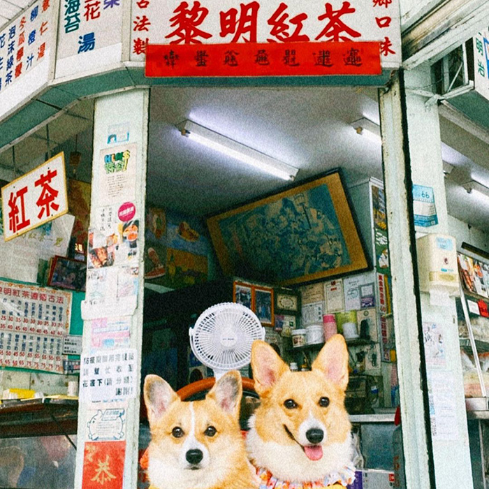 黎明紅茶
