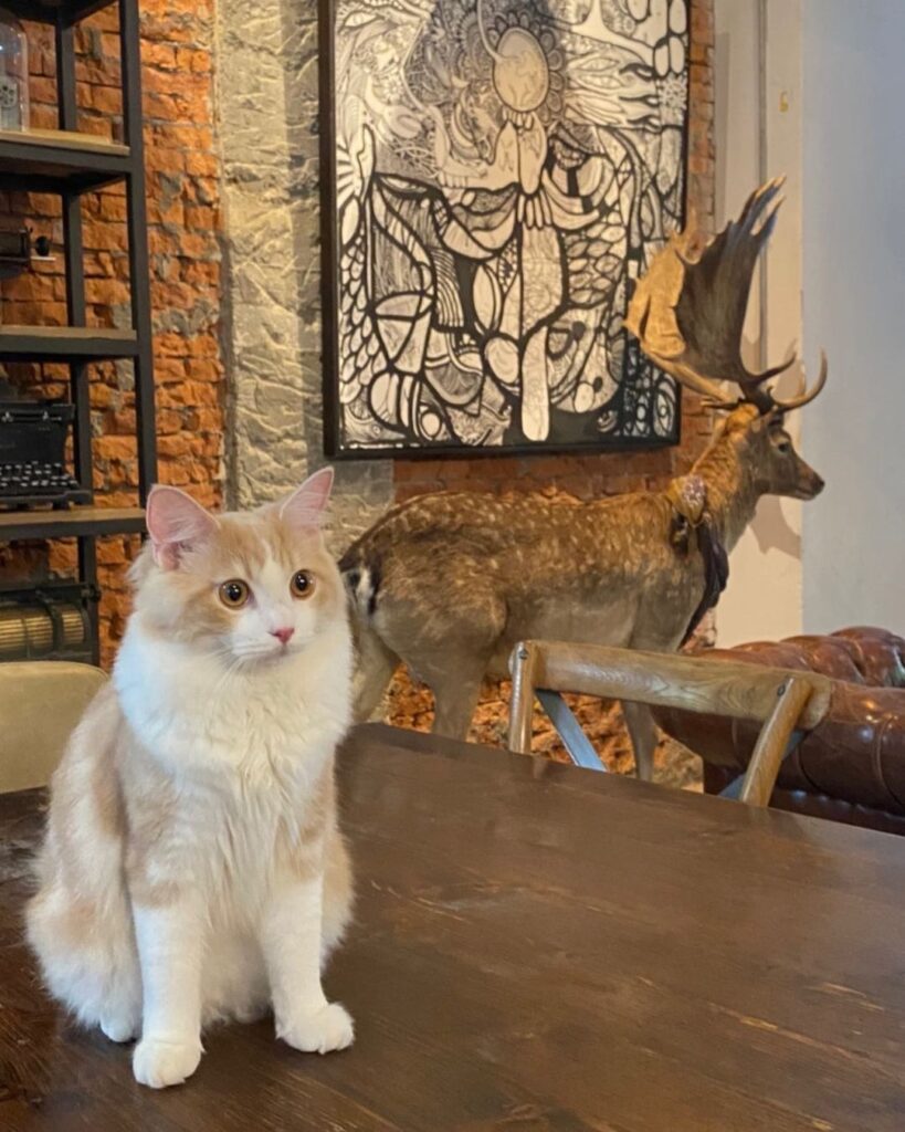 Truffles Living Antique舒服生活