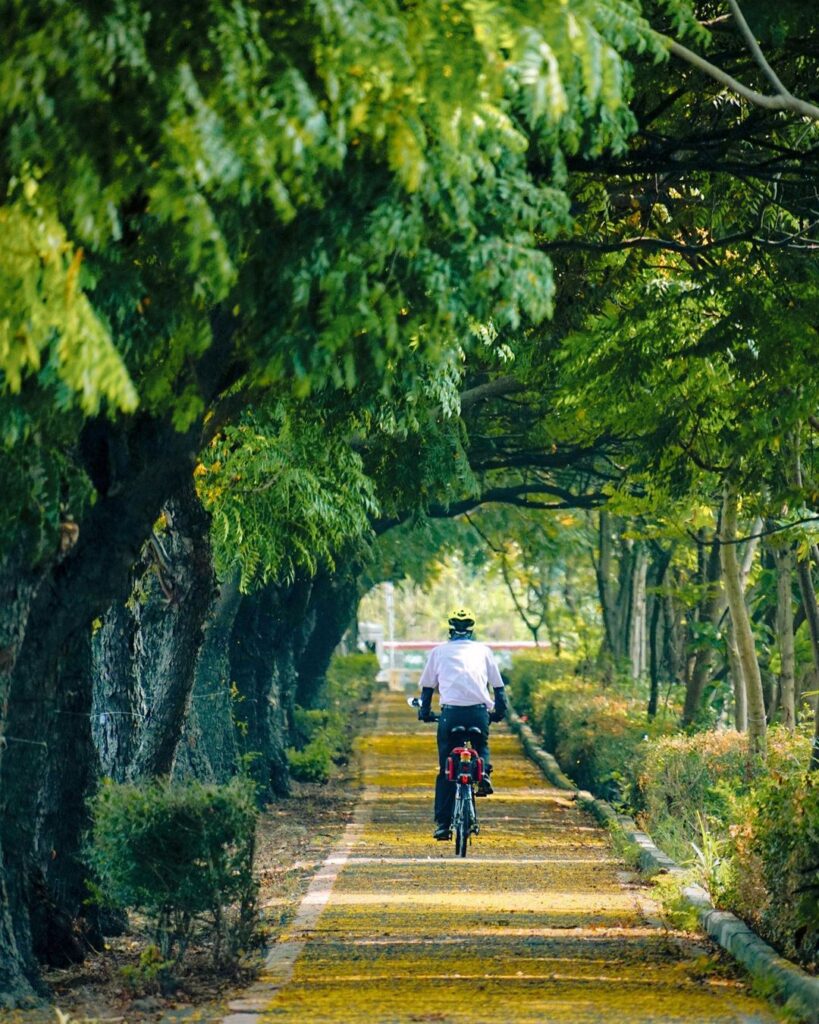 台灣欒樹綠色隧道