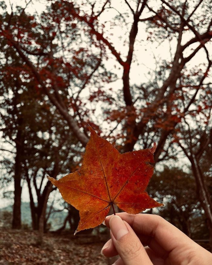 陽明山國家公園