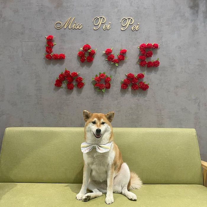Miss Pei Pei 寵物友善餐廳