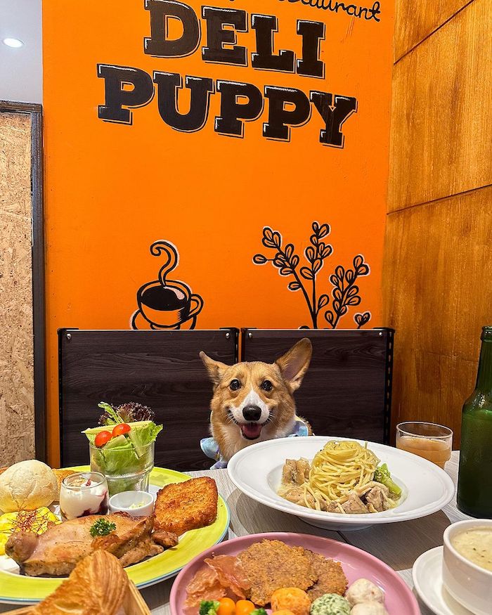 Deli Puppy 寵物友善餐廳