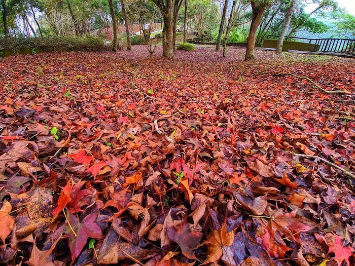 關子嶺紅葉公園