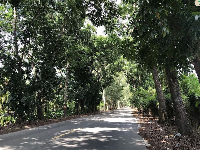 萬金綠色隧道