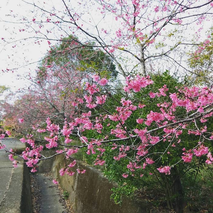 蜻蜓谷生態農場