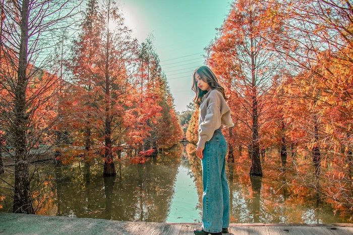 苗栗落羽松秘境