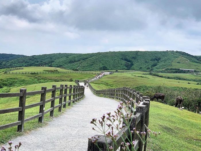 陽明山-擎天崗環形步道