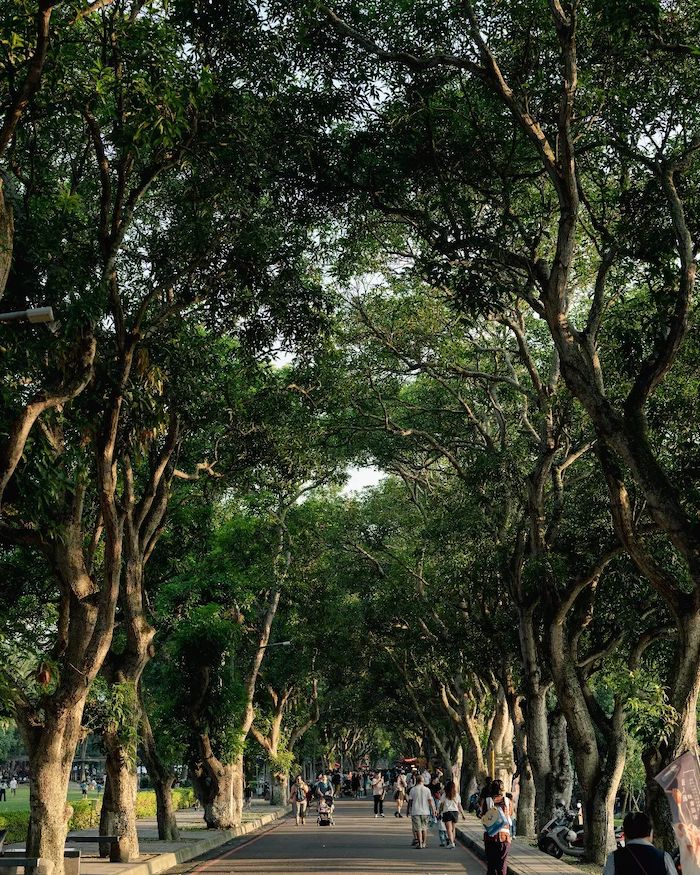 古坑綠色隧道