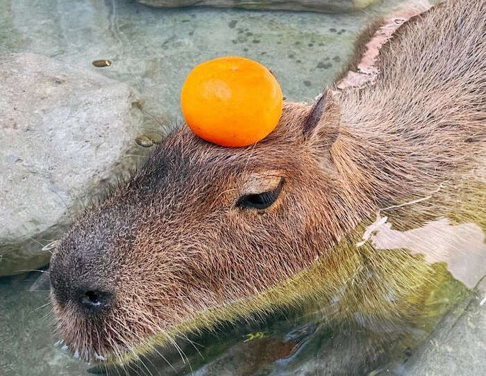 宜蘭動物農場