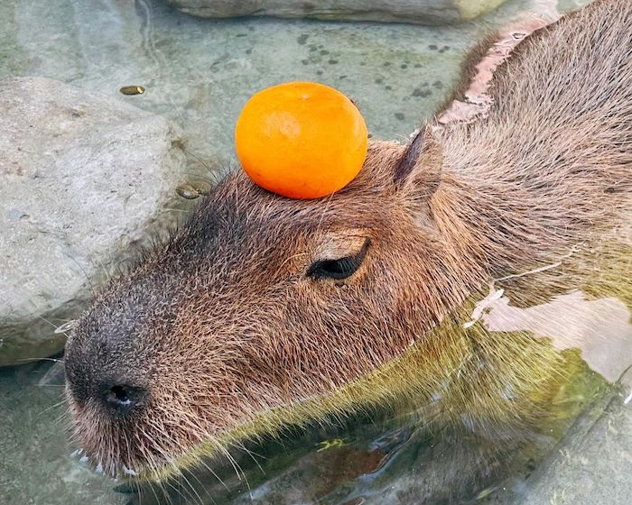 宜蘭動物農場