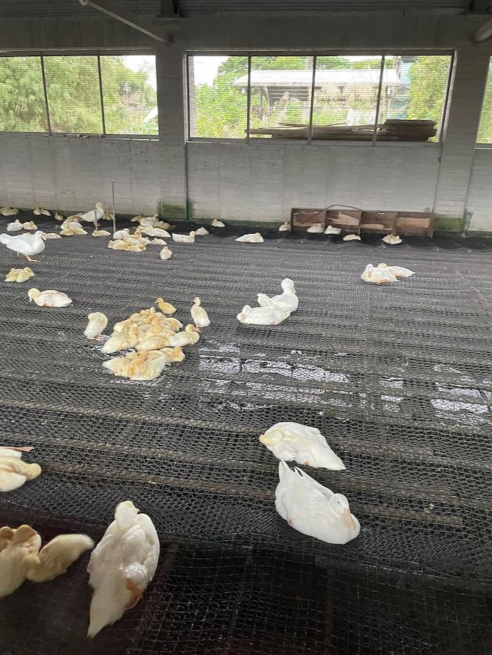 甲鳥園