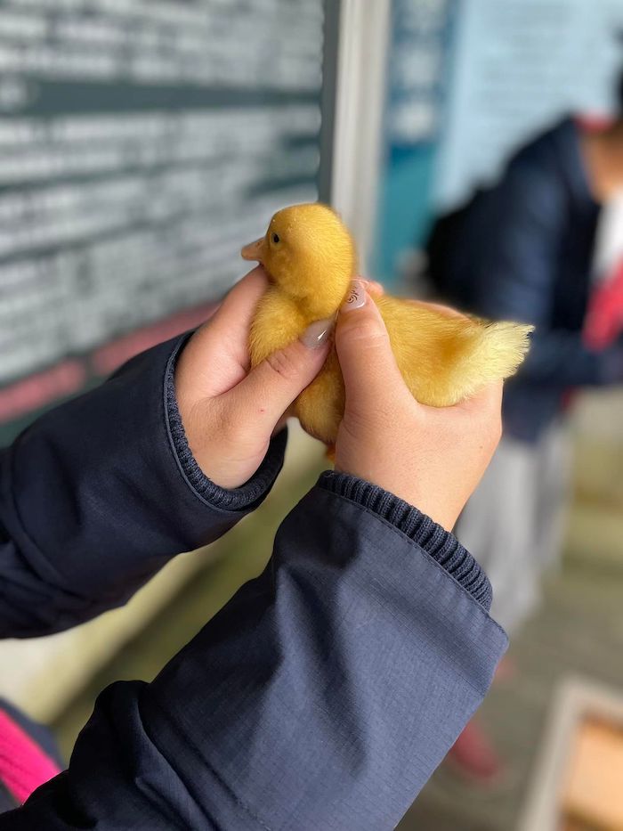 甲鳥園