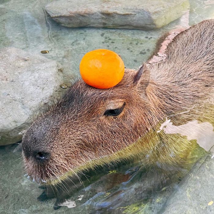 張美阿嬤農場