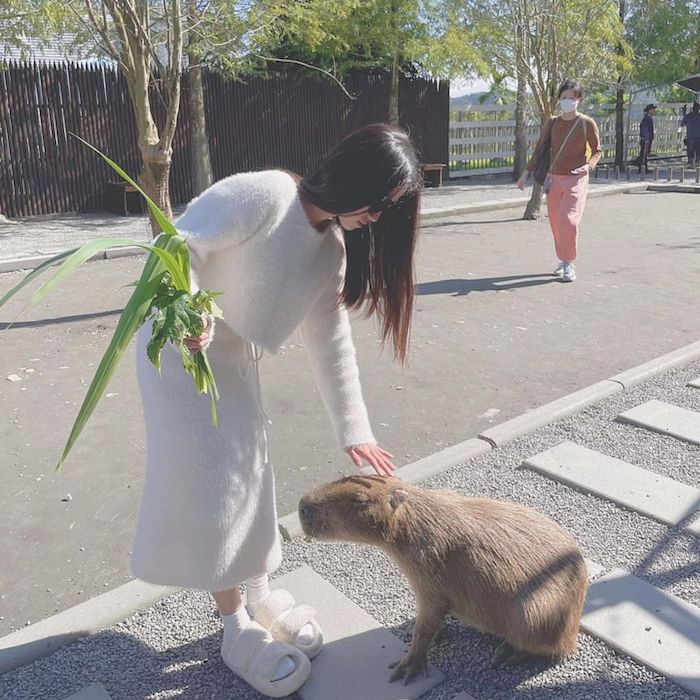 張美阿嬤農場