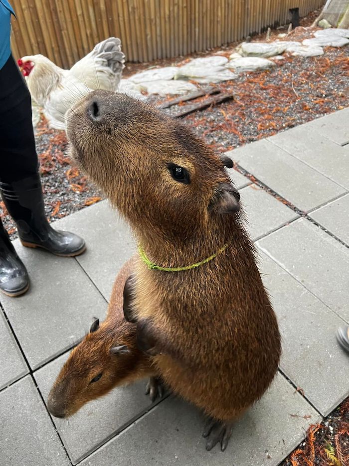 水岸-森林物語可愛動物園區