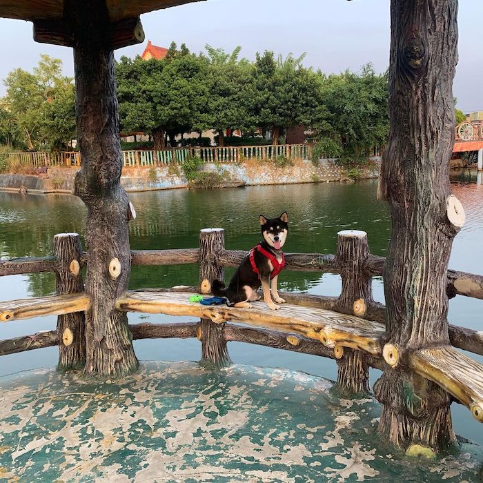 水牛公園