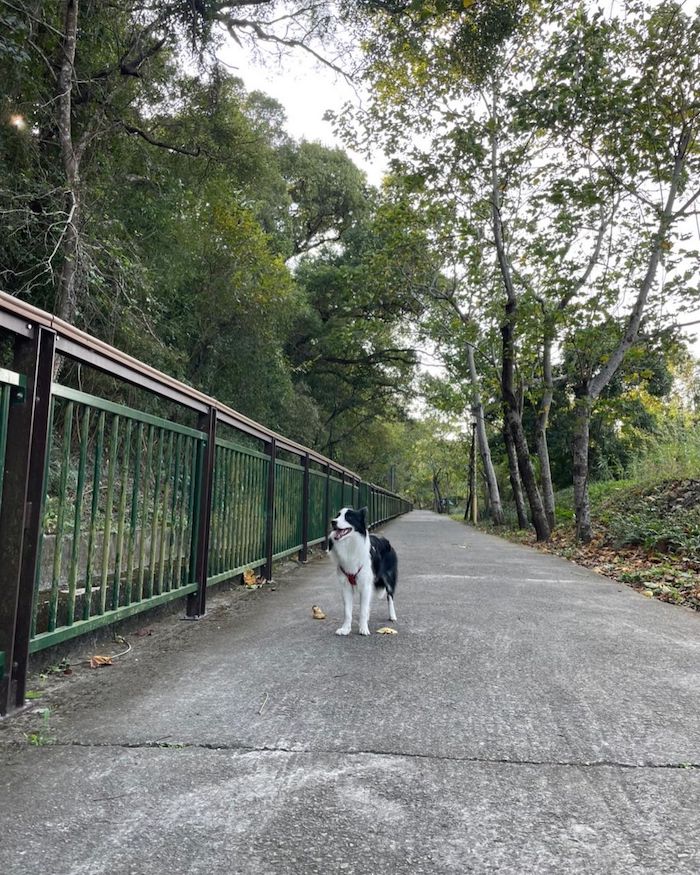 永豐六分桐花步道
