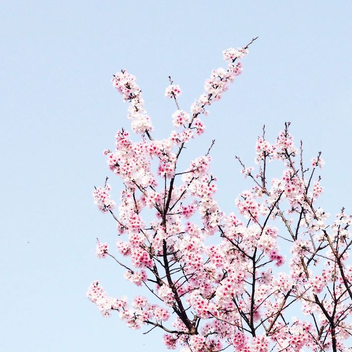 陽明山櫻花季