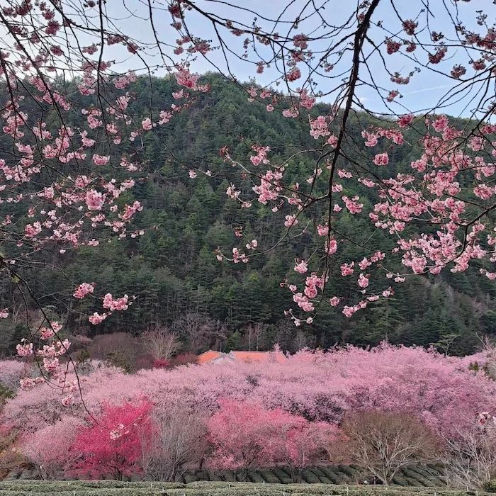 武陵農場櫻花季