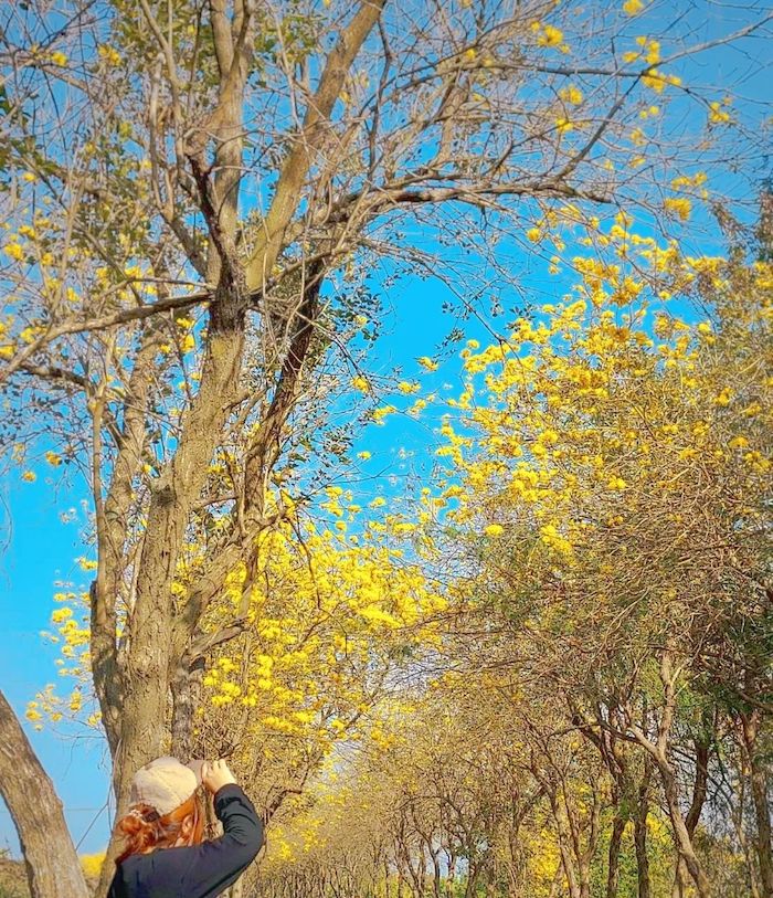 朴子溪風鈴木
